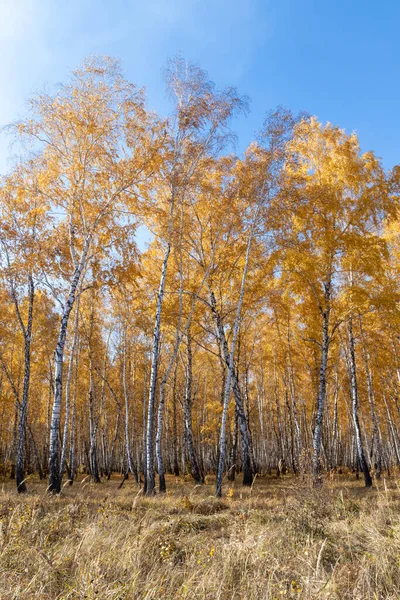 Parque Outono Amarelo Floresta Natureza — Fotografia de Stock