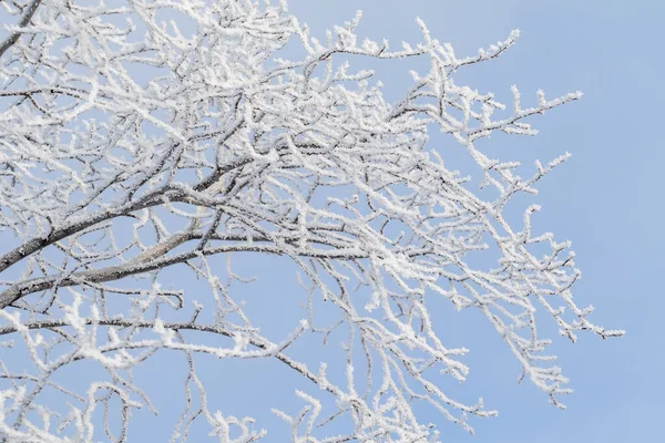 stock image Winter forest, frozen tree branches, hoarfrost on the branches.