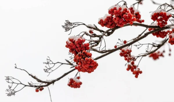 Bacche Sorbo Rosso Sfondo Bianco Inverno — Foto Stock