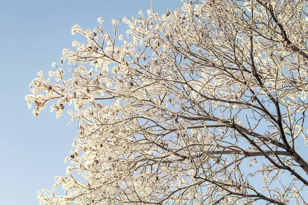 Árboles Congelados Contra Cielo Paisaje Del Bosque Invernal Día Helado —  Fotos de Stock