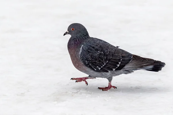 Paloma Pájaro Sobre Nieve Blanca Naturaleza Invernal — Foto de Stock