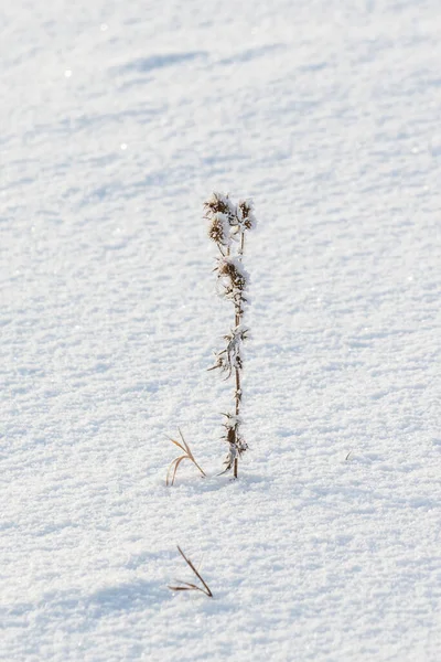 Erba Secca Inverno Sotto Neve — Foto Stock