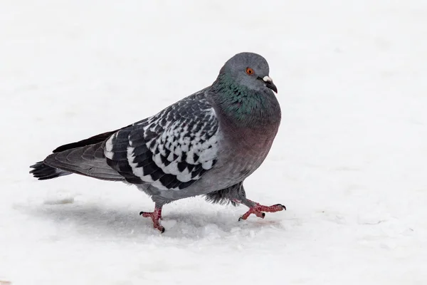 Vogeltaube Auf Weißem Schnee Winternatur — Stockfoto