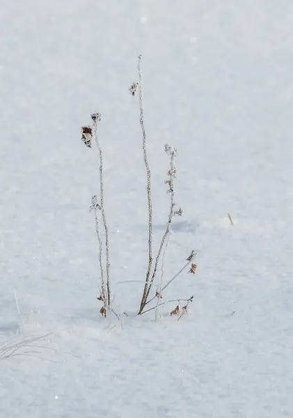 Erba Secca Inverno Sotto Neve — Foto Stock