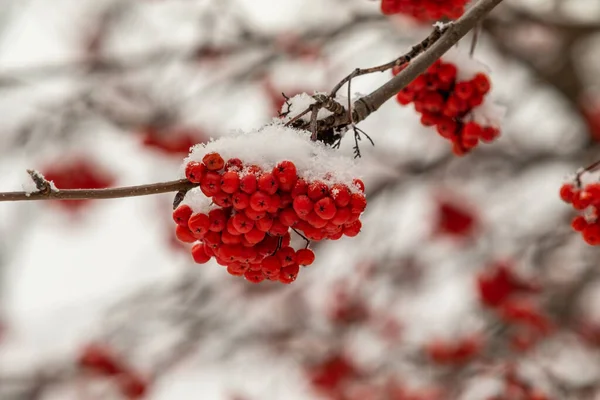 白い背景に赤いローワンベリー — ストック写真