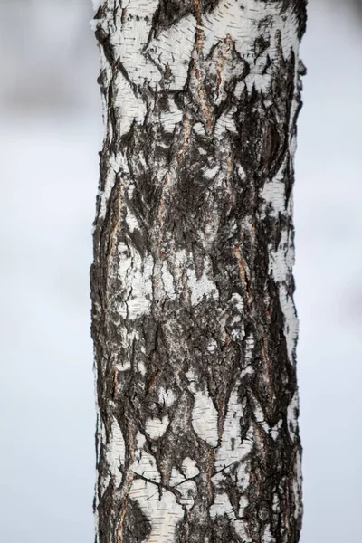 Λευκό Κορμό Σημύδας Χειμώνα Θολή Φόντο — Φωτογραφία Αρχείου
