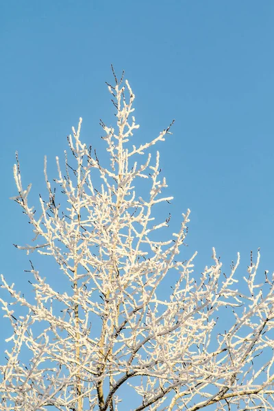 Bevroren Bomen Tegen Lucht Winterlandschap Een Ijzige Dag Boomtakken Bedekt — Stockfoto