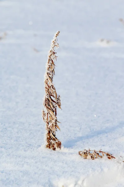 Grama Seca Inverno Sob Neve — Fotografia de Stock