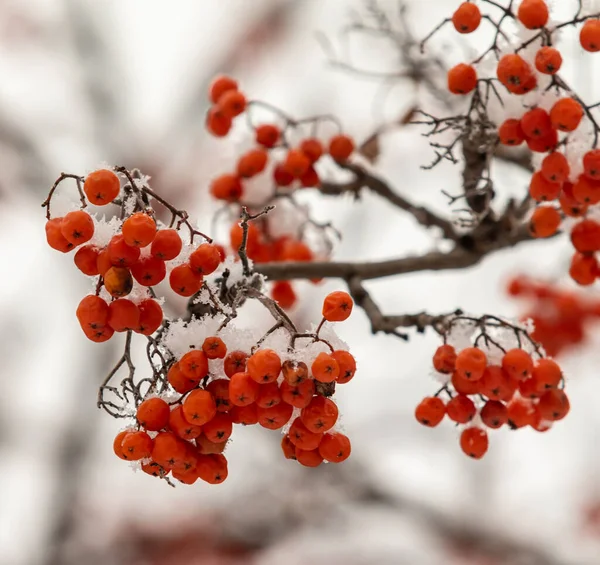Rote Vogelbeeren Auf Weißem Hintergrund Winter — Stockfoto