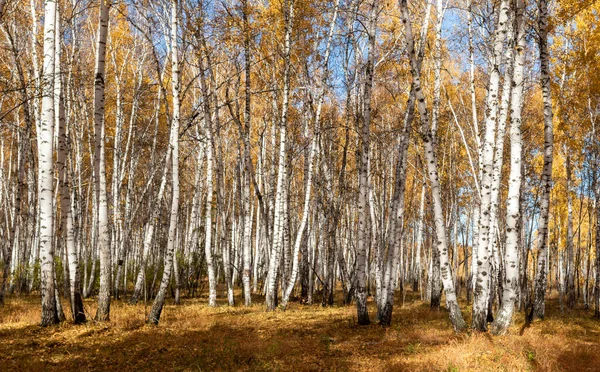 Żółty Las Jesienny Przyroda — Zdjęcie stockowe
