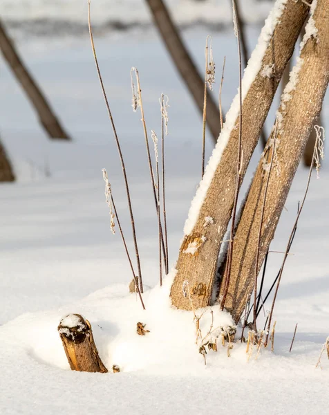 겨울에 의나무 — 스톡 사진