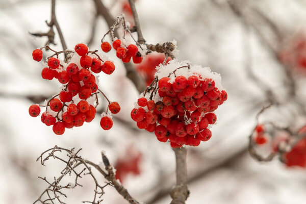 Red rowan berries on a white background, winter.
