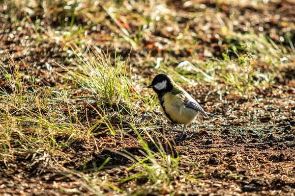 Eine Kohlmeise Sitzt Auf Dem Boden Auf Der Suche Nach — Stockfoto