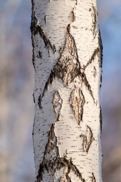 Tronc Arbre Écorce Nature Texture Fond — Photo