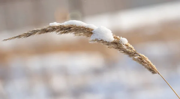 Sucha Trawa Zimą Pod Śniegiem — Zdjęcie stockowe