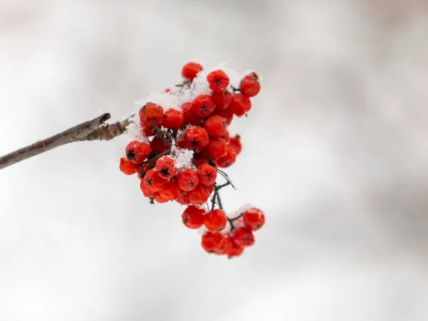 Κόκκινα Σμέουρα Λευκό Φόντο Χειμώνας — Φωτογραφία Αρχείου