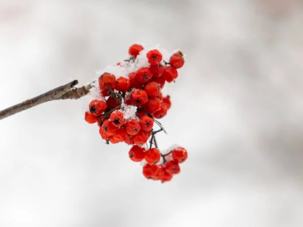 Rowan Rouge Baies Sur Fond Blanc Hiver — Photo