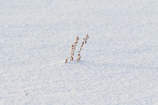 Droog Gras Winter Onder Sneeuw — Stockfoto