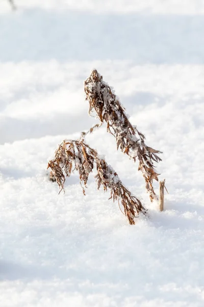 Suchá Tráva Zimě Pod Sněhem — Stock fotografie