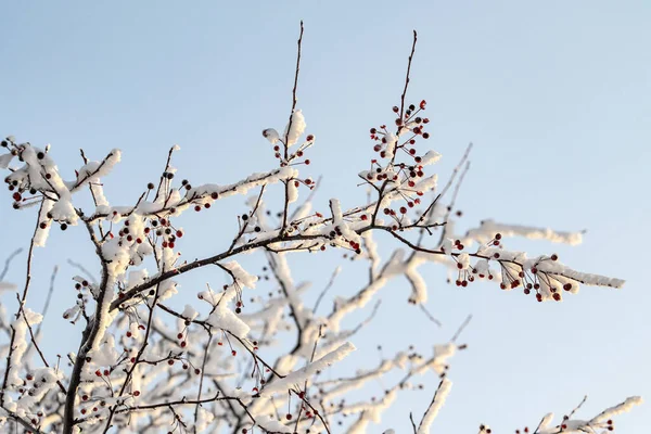 Frozen Trees Sky Winter Forest Landscape Frosty Day Tree Branches — Stock Photo, Image