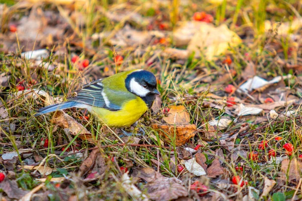 Grande Pássaro Tit Senta Chão Busca Comida — Fotografia de Stock