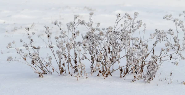 Erba Secca Inverno Sotto Neve — Foto Stock