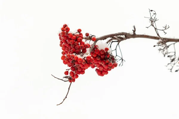 Red Rowan Berries White Background Winter — Stock Photo, Image