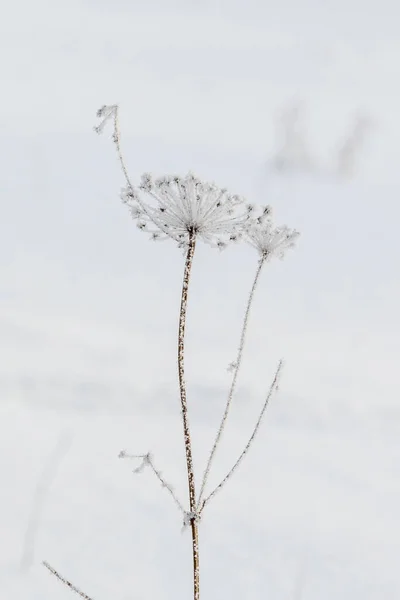 雪の下で冬の乾いた草 — ストック写真