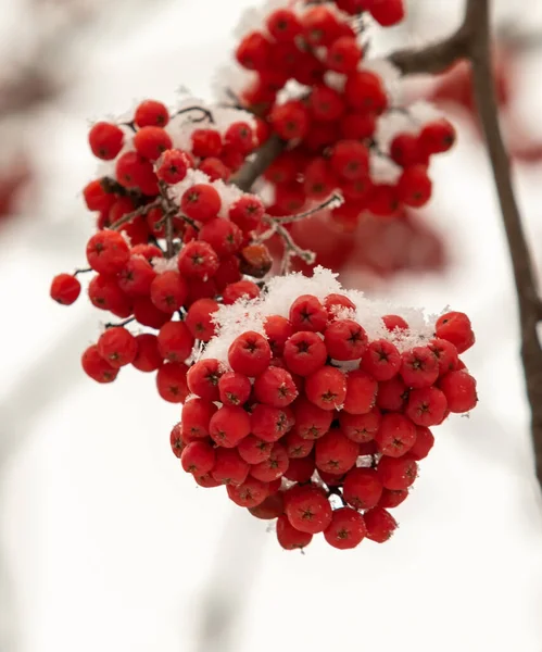 Red Rowan Berries White Background Winter — Stock Photo, Image