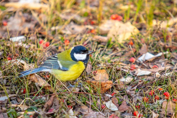 Great Tit Bird Sits Ground Search Food — 스톡 사진