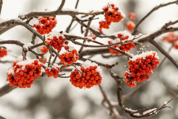 Red Rowan Berries White Background Winter — Stock Photo, Image