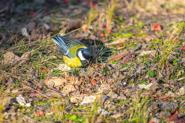 Grande Pássaro Tit Senta Chão Busca Comida — Fotografia de Stock