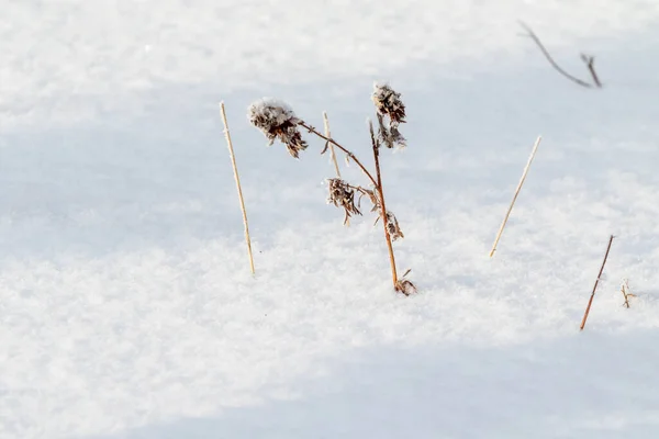 Torrt Gräs Vintern Snön — Stockfoto