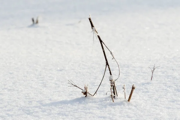 Droog Gras Winter Onder Sneeuw — Stockfoto