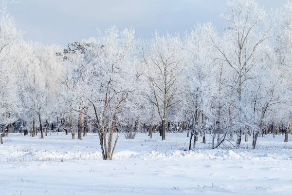 Winter Forest Frozen Tree Branches Hoarfrost Branches — Stock Photo, Image