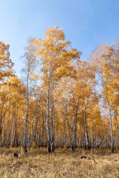 Žlutý Podzimní Park Les Příroda — Stock fotografie