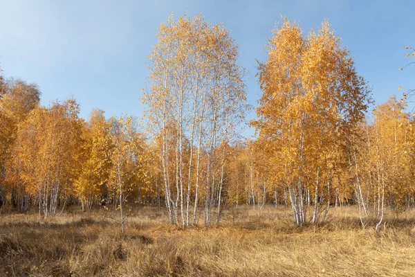 Parque Outono Amarelo Floresta Natureza — Fotografia de Stock