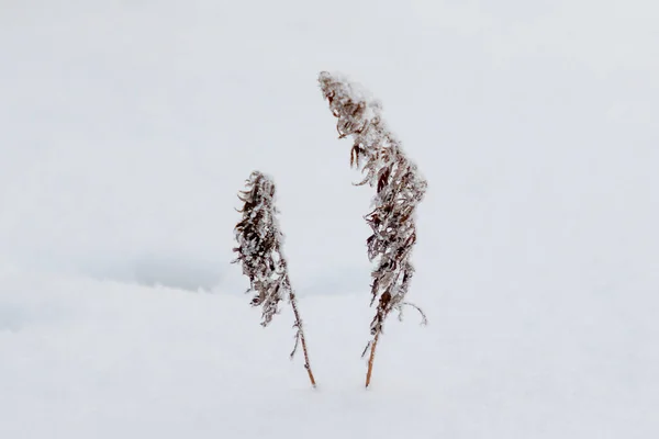 冬雪下的干草 — 图库照片