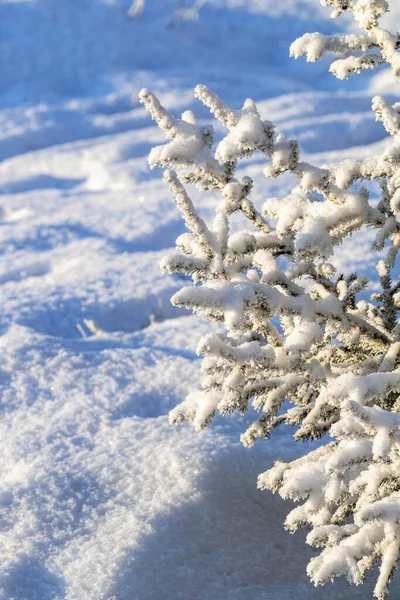 Pinos Congelados Contra Cielo Paisaje Del Bosque Invernal Día Helado — Foto de Stock