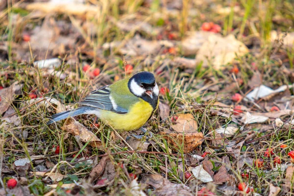 Great Tit Bird Sits Ground Search Food — Stock Photo, Image