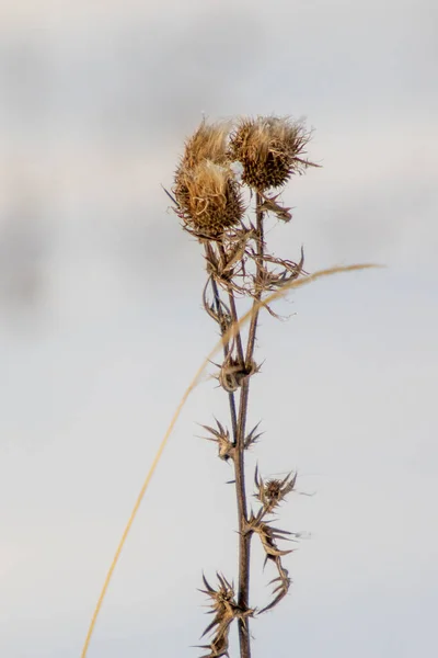 Dry Thorny Burdock Blurry Background Winter — Stock Photo, Image