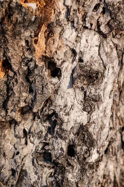 木の幹 背景色 — ストック写真