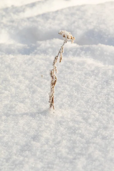Сухая Трава Зимой Снегом — стоковое фото