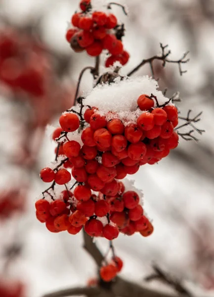 Czerwone Jagody Łabędzie Białym Tle Zima — Zdjęcie stockowe