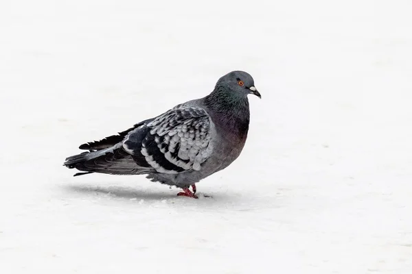 Paloma Pájaro Sobre Nieve Blanca Naturaleza Invernal —  Fotos de Stock