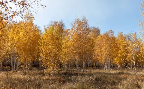 Sarı Sonbahar Parkı Ormanı Doğa — Stok fotoğraf