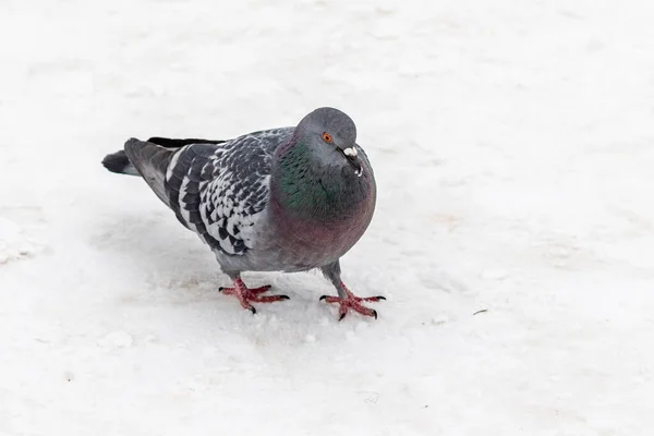 비둘기 겨울의 — 스톡 사진