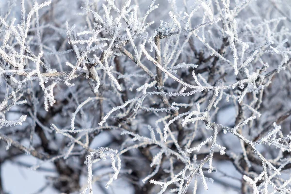 Floresta Inverno Galhos Árvores Congeladas Geada Nos Ramos — Fotografia de Stock