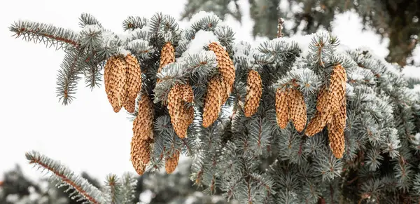 雪の中の冬の松の木に円錐形 — ストック写真