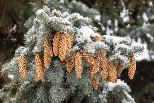 Cones Pinheiro Inverno Neve — Fotografia de Stock